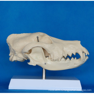 Высококачественная модель анатомии черепа собак для обучения биологии (R190114)